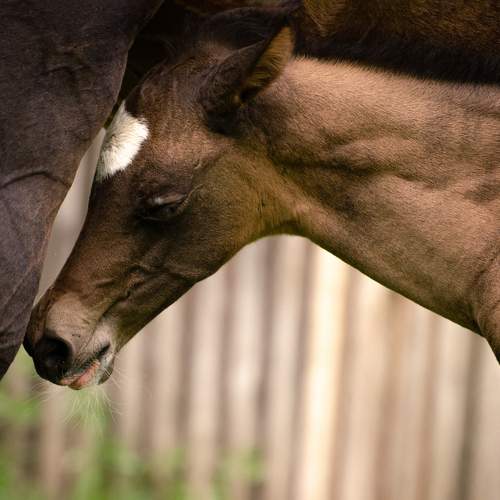 Photo #10438455