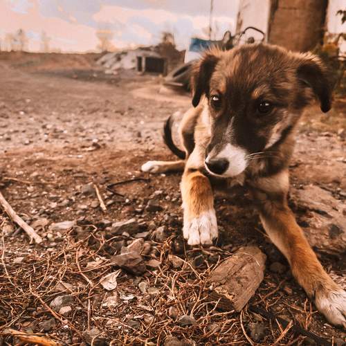 A loyal friend
