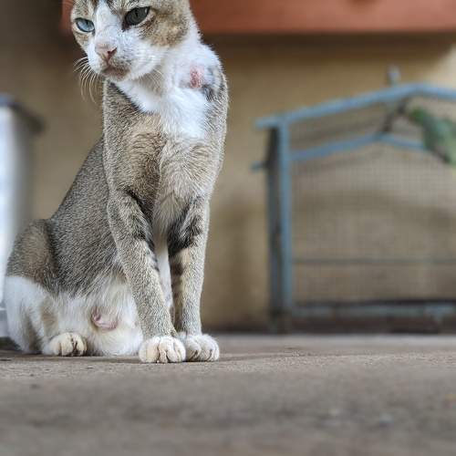 Photo #10438758