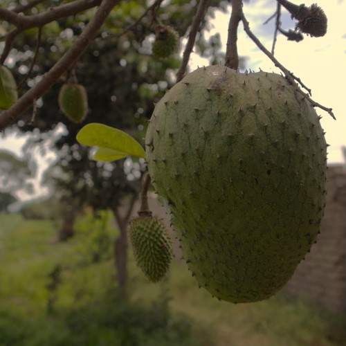 Photo #10438762
