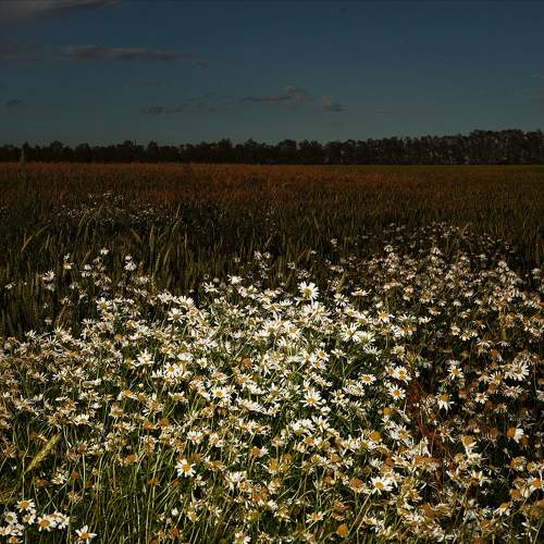 Photo #10439246