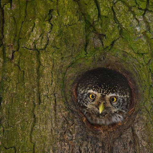 Photo #10439325