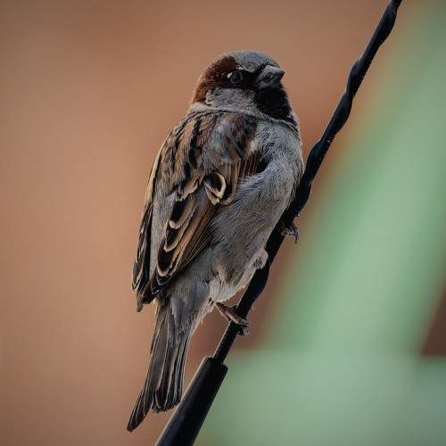 Photo #10439897