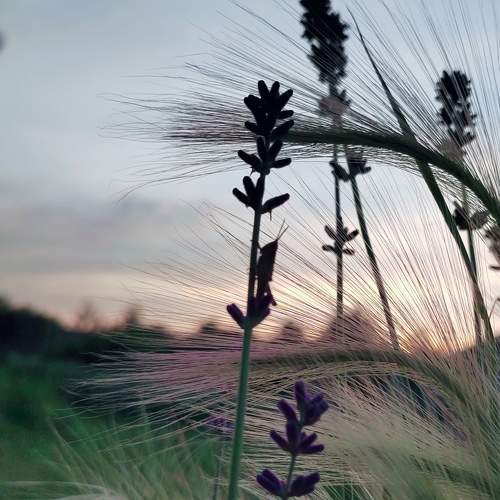 Photo #10439965