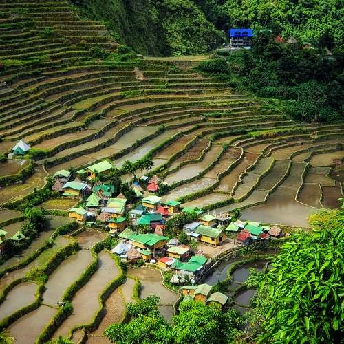 Batad Rice Terraces after Harvest.