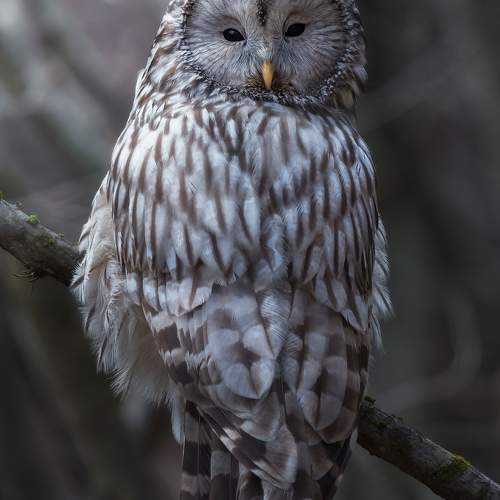 Ural owl