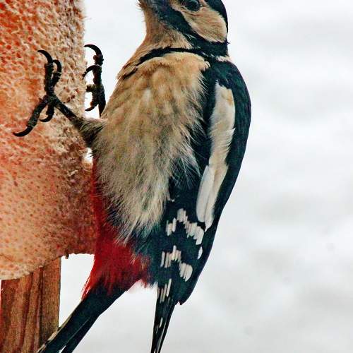 Photo #10440342