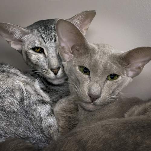 Photo #10440348