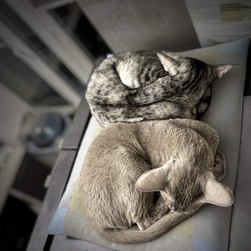 Photo #10440349
