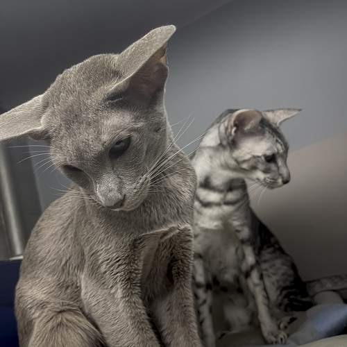 Photo #10440351