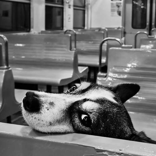 Photo #10440490