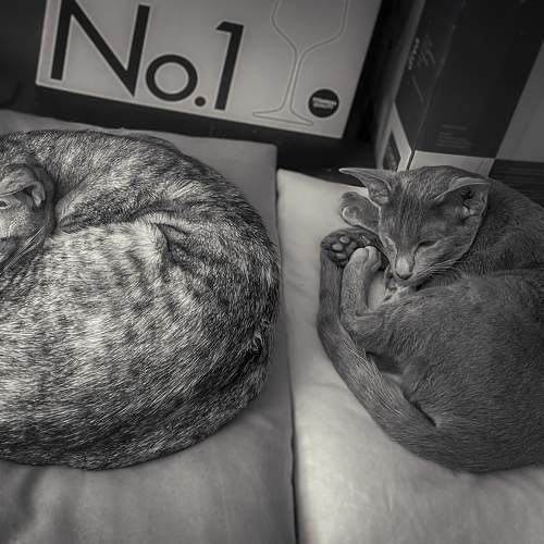 Photo #10440575