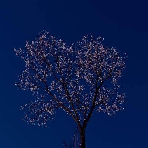 Photo #10440792