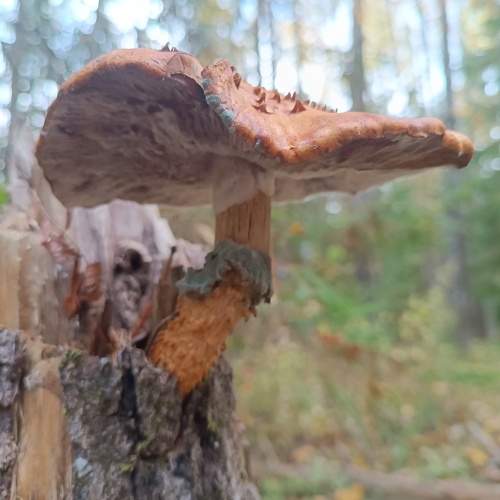Photo #10441827