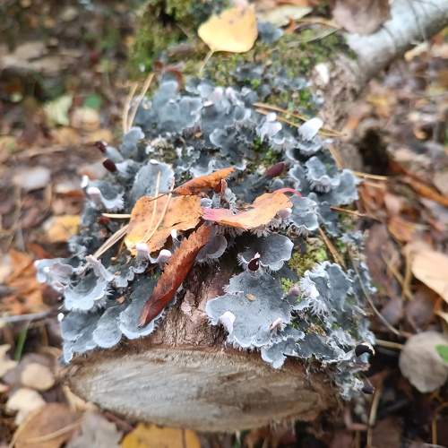 Photo #10441910