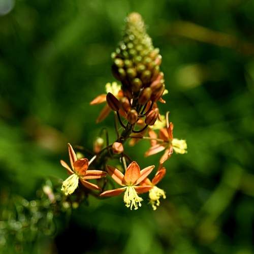 Flor gaucha