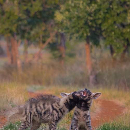 Photo #10441982