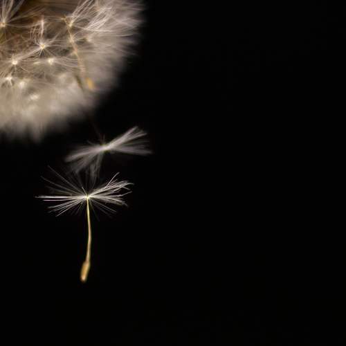 Photo #10442046