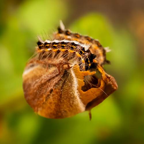 World of Caterpillar