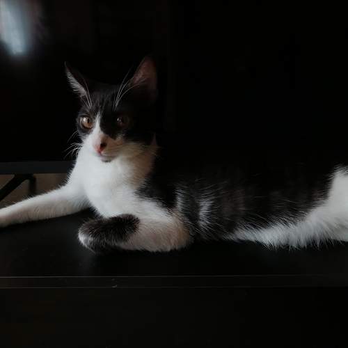 Photo #10442739