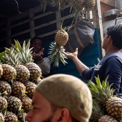 Catch the Pineapple