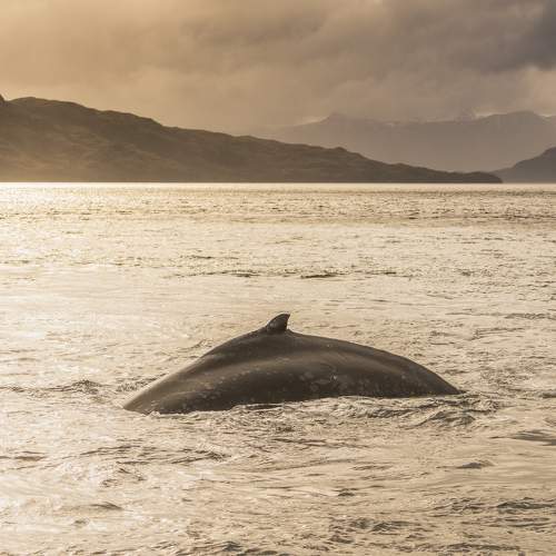 Photo #10443832
