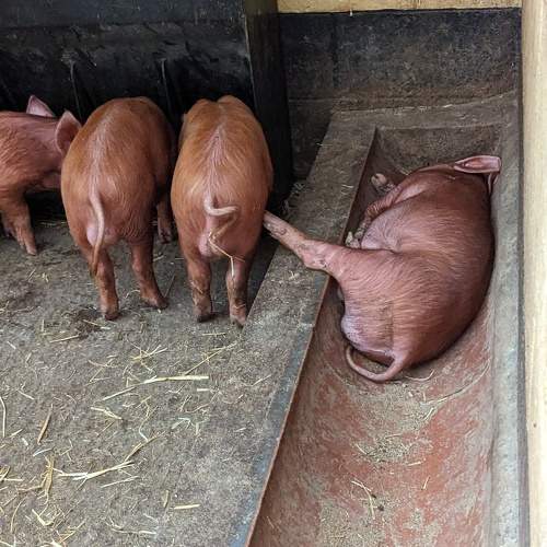 Photo #10443996