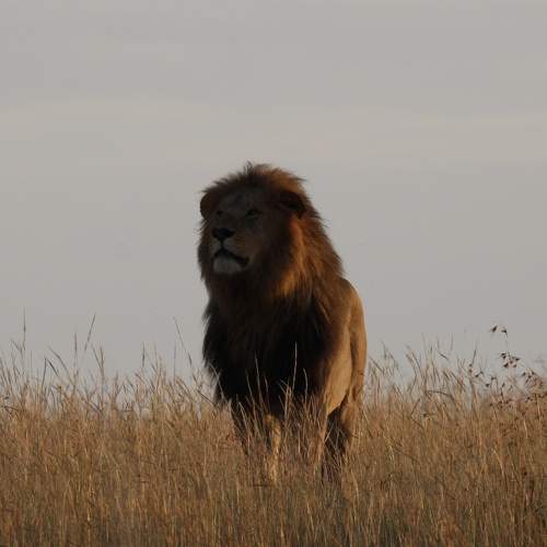 King looking at his kingdom