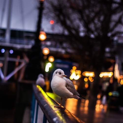 Bokeh seagull