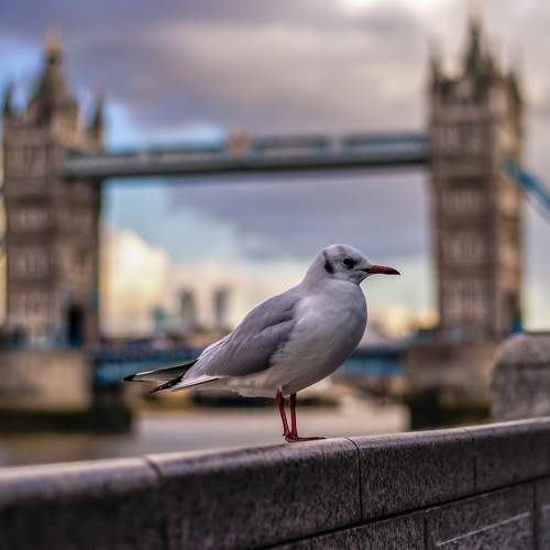 Tower Bridge seagull.