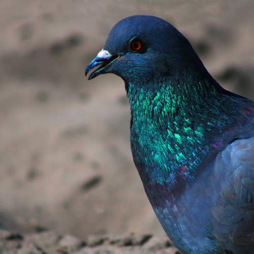 Photo #10445182