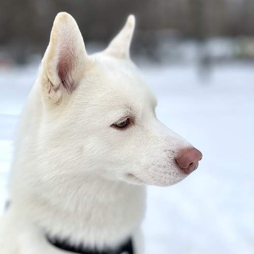 Photo #10445829