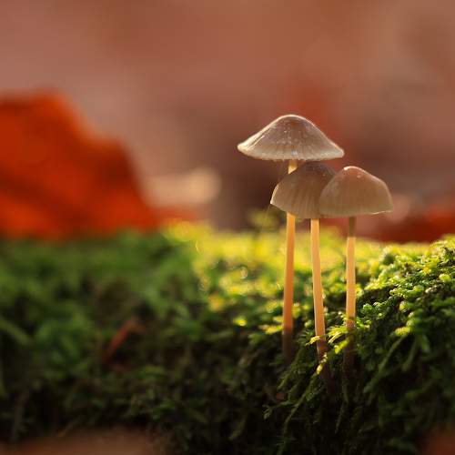 Photo #10445995