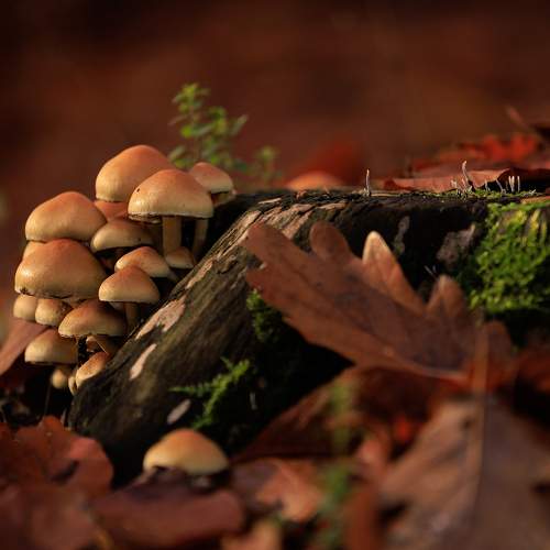 Photo #10446000