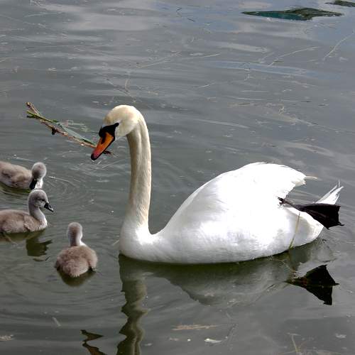 Photo #10446096