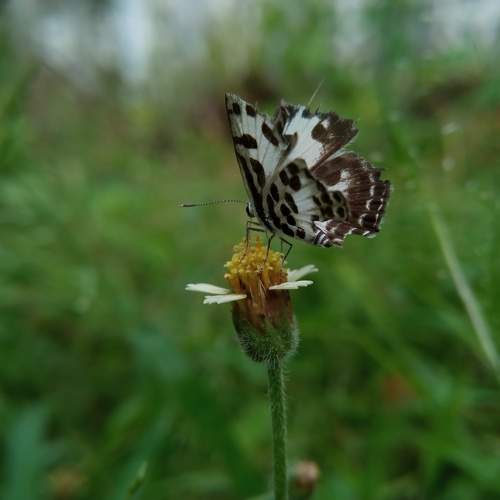 Photo #10446357
