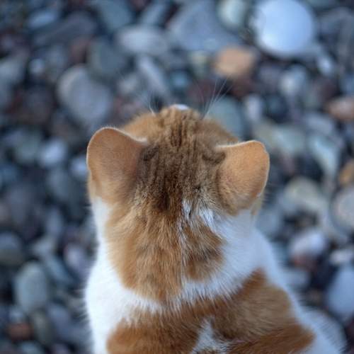 Photo #10447657