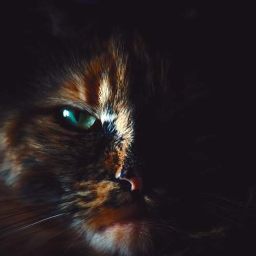 Photo #10447709