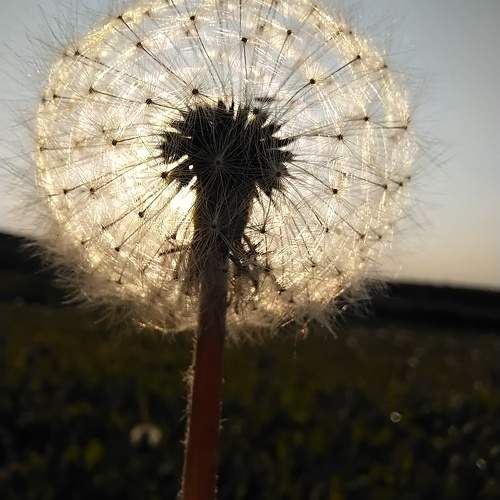 Photo #10448735