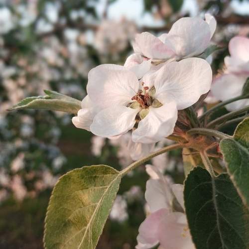Photo #10448736