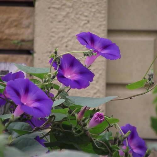 Photo #1046294