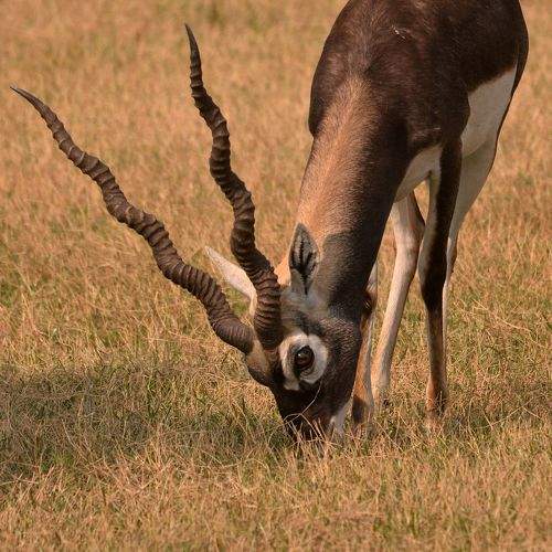 Photo #10450083