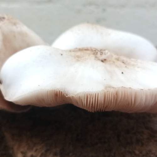 Photo #10450561