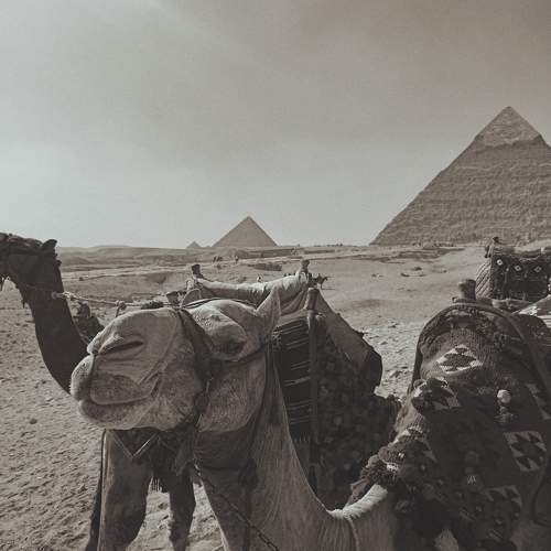 Photo #10450886