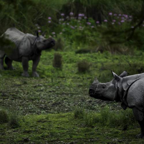Rhino Haven