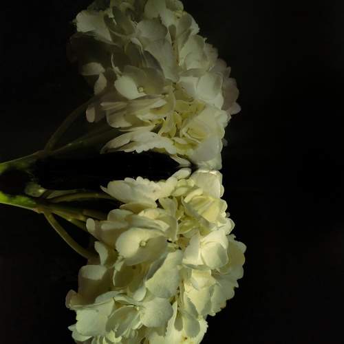Photo #10451768