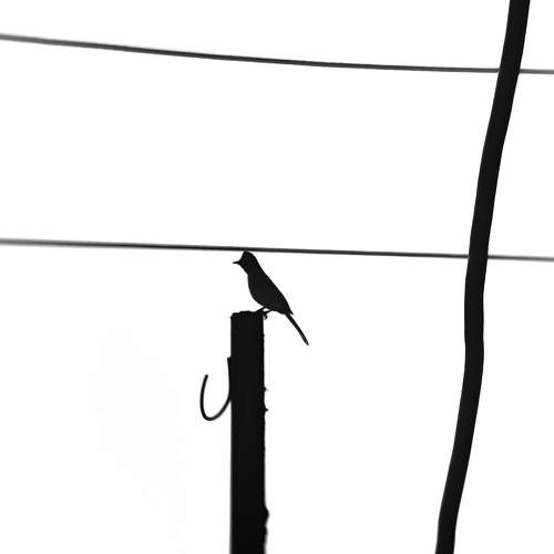 Photo #10452989