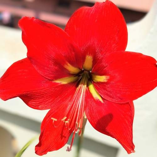 Photo #10453063