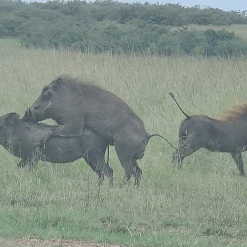 Photo #10454142
