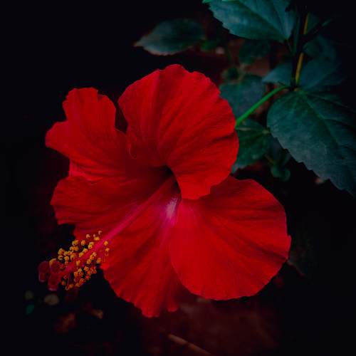 Flower photography